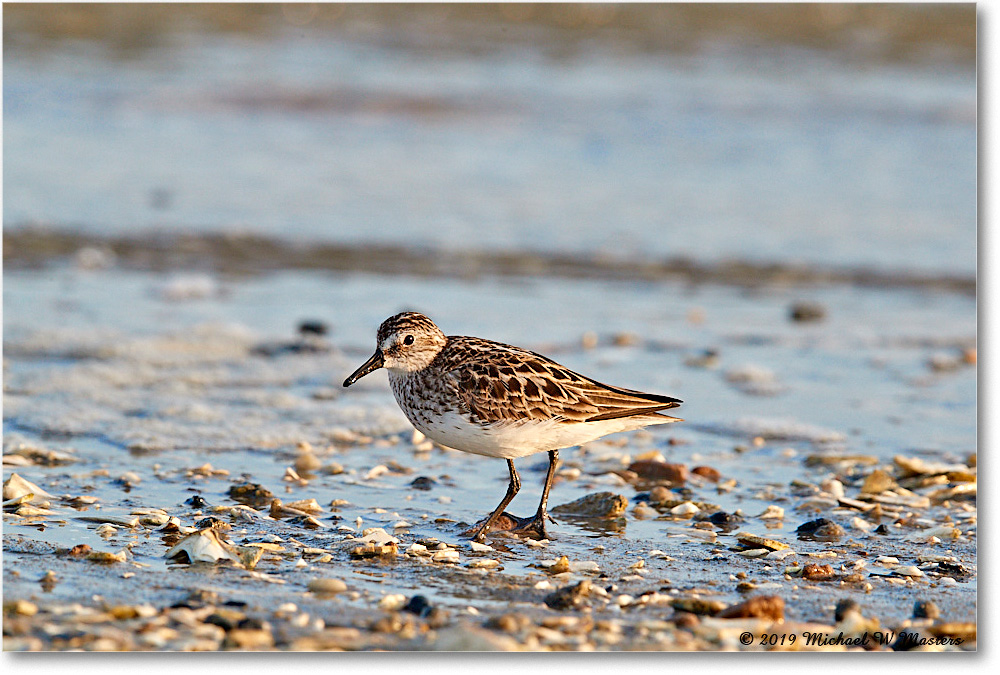 SemiPalmatedSandpiper_AssateagueTomsCove_2019Jun_3DXA2715 copy