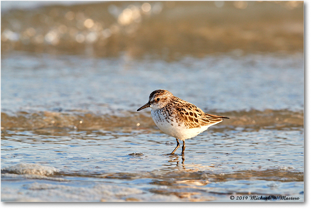 SemiPalmatedSandpiper_AssateagueTomsCove_2019Jun_3DXA2727 copy