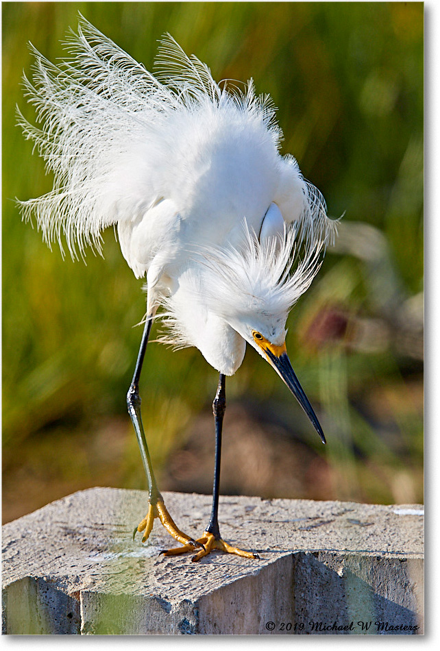 SnowyEgret_ChincoNWR_2019Jun_3DXA2793 copy
