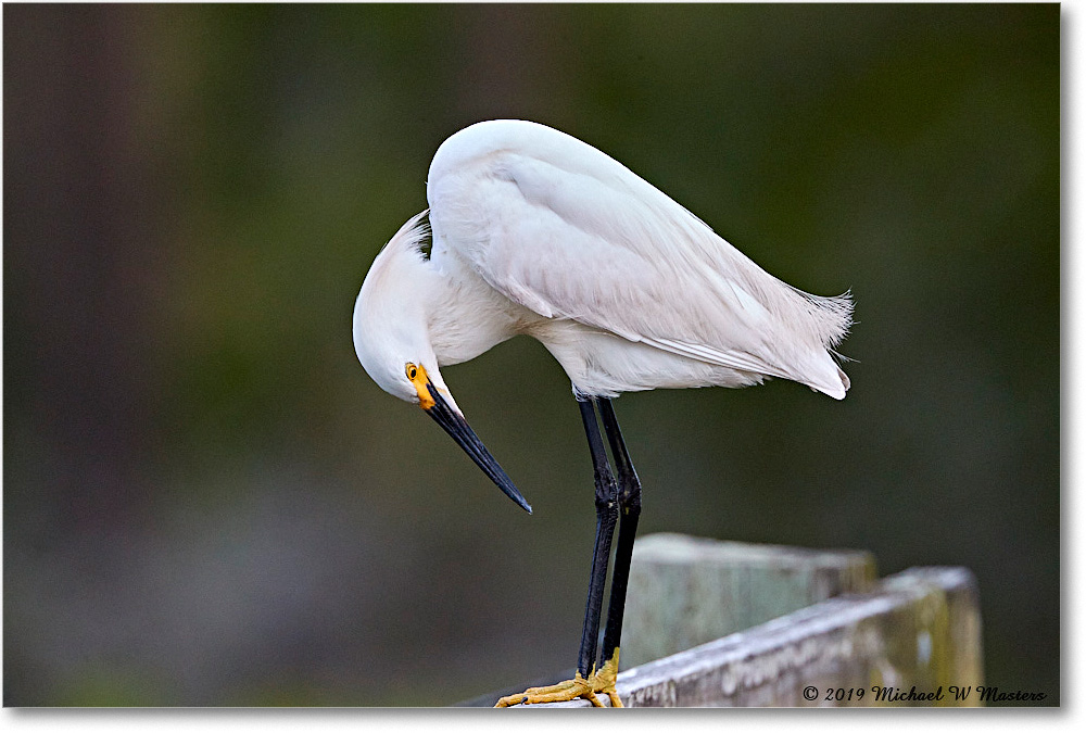 SnowyEgret_ChincoteagueNWR_2019Jun_4DXB6028 copy