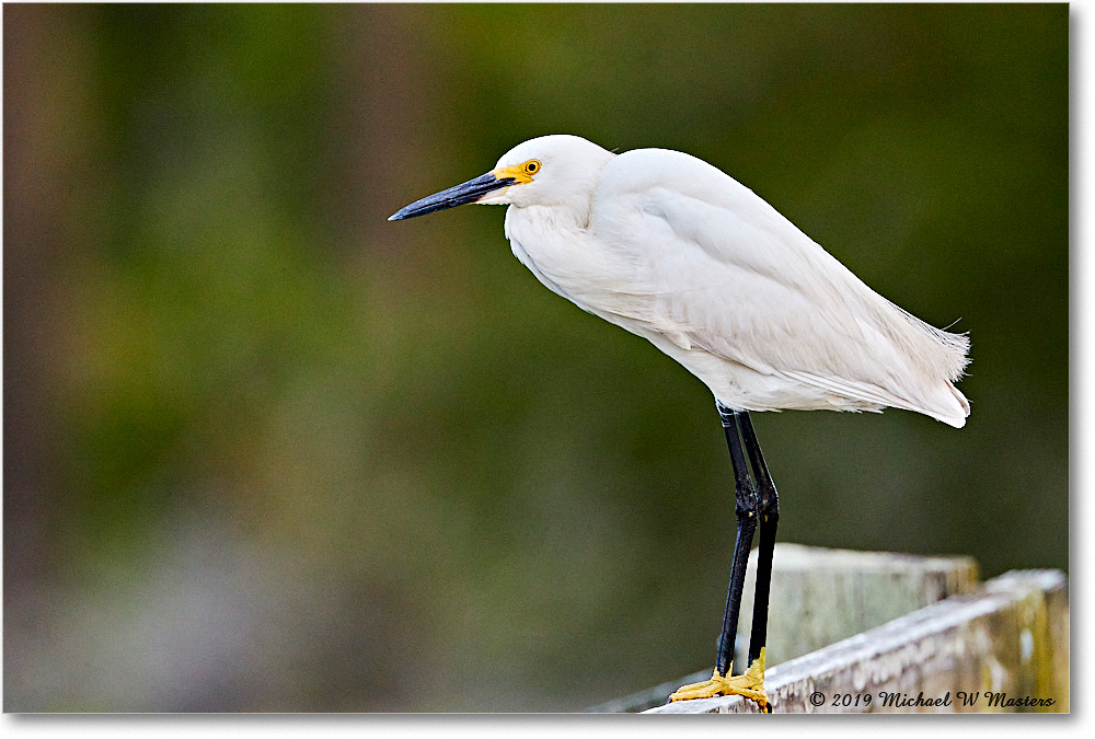 SnowyEgret_ChincoteagueNWR_2019Jun_4DXB6030 copy