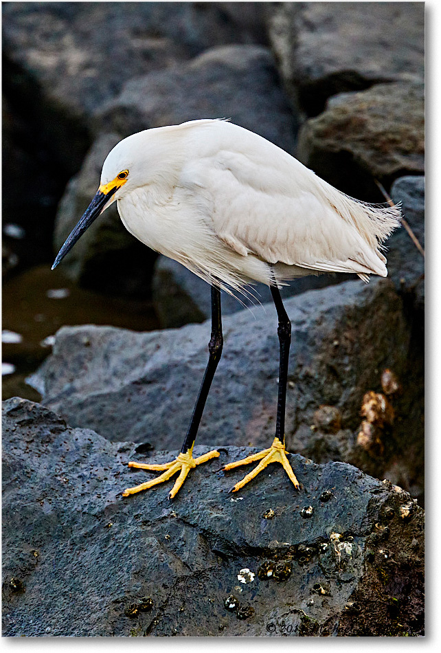 SnowyEgret_ChincoteagueNWR_2019Jun_4DXB6040 copy