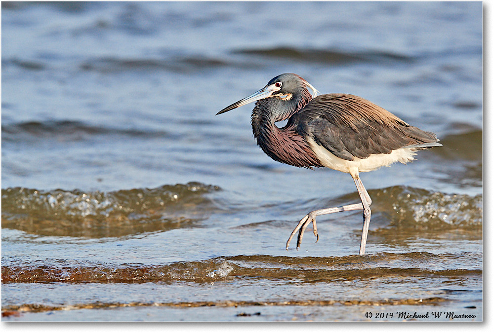 TricolorHeron_AssateagueTomsCove_2019Jun_3DXA2876 copy