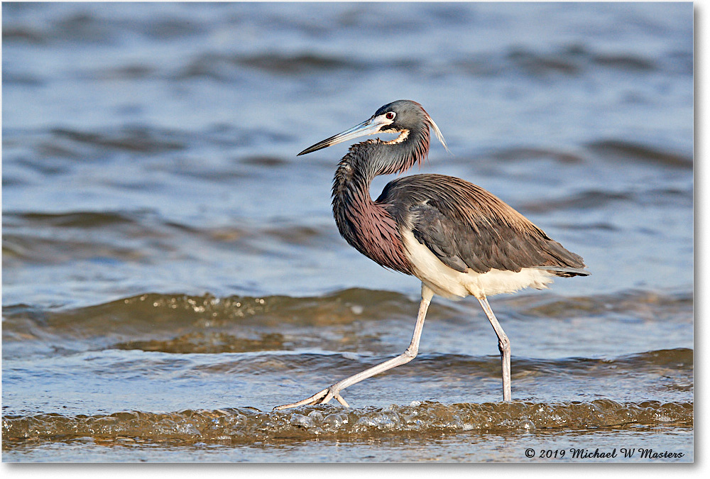 TricolorHeron_AssateagueTomsCove_2019Jun_3DXA2883 copy