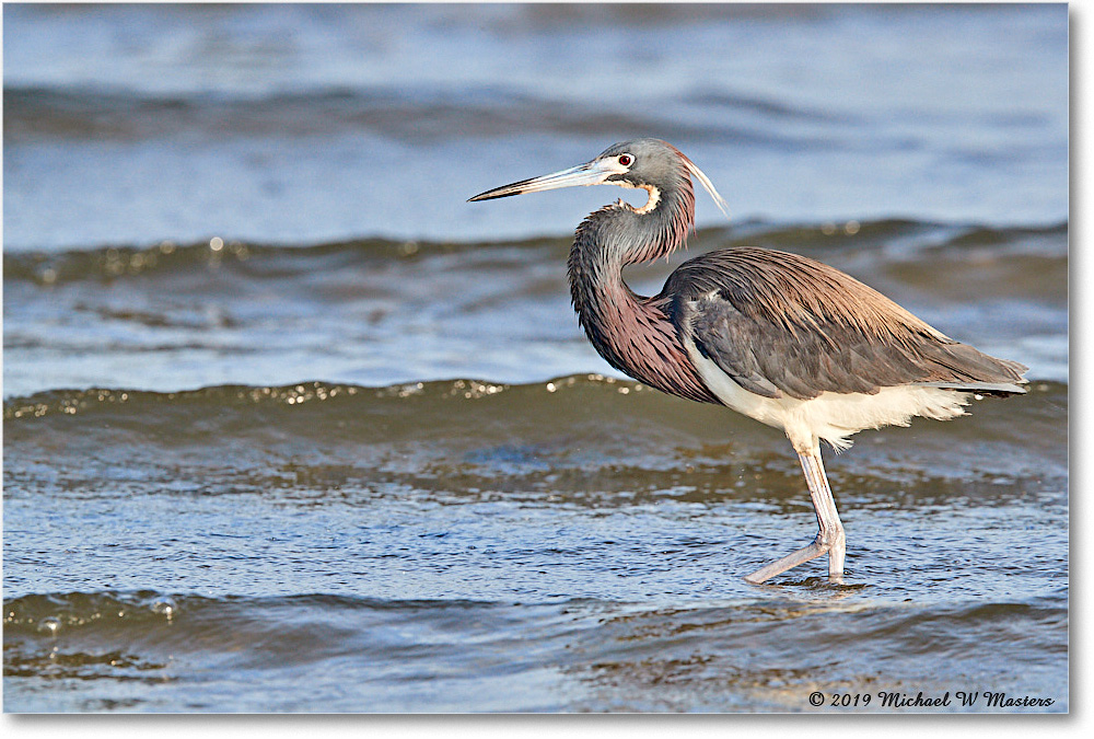 TricolorHeron_AssateagueTomsCove_2019Jun_3DXA2886 copy