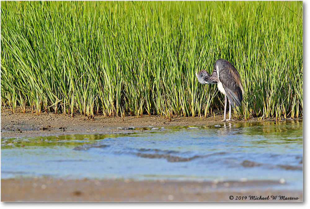 TricolorHeron_AssateagueTomsCove_2019Jun_3DXA3136 copy