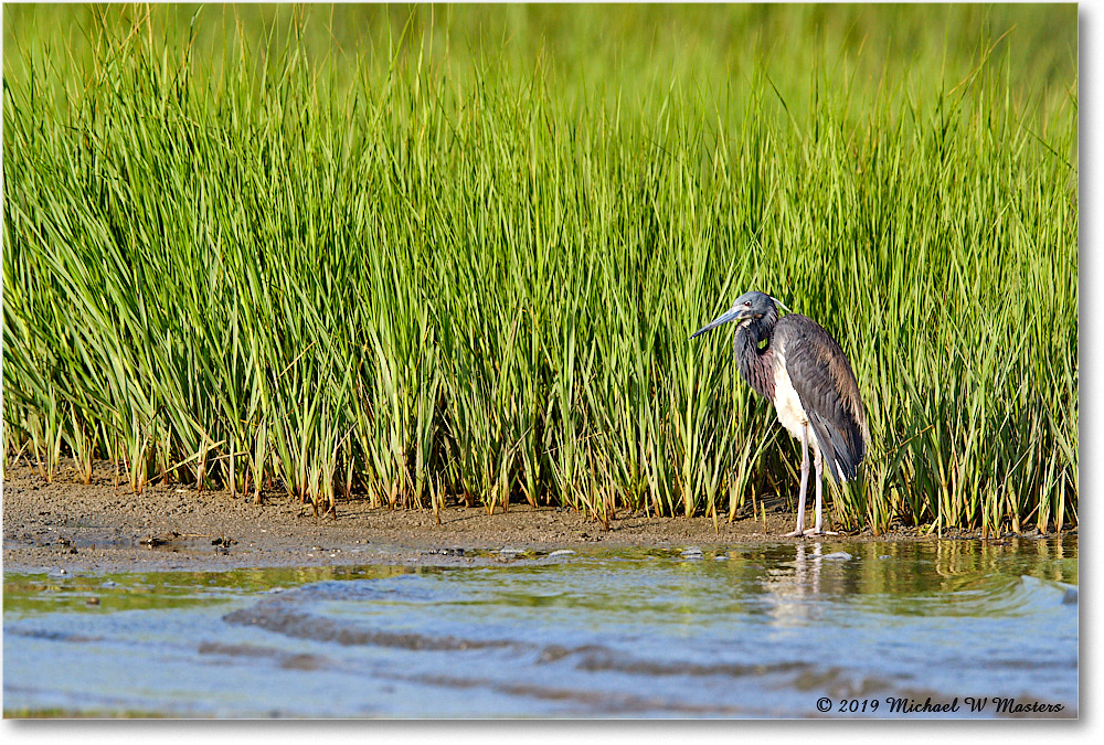 TricolorHeron_AssateagueTomsCove_2019Jun_3DXA3141 copy