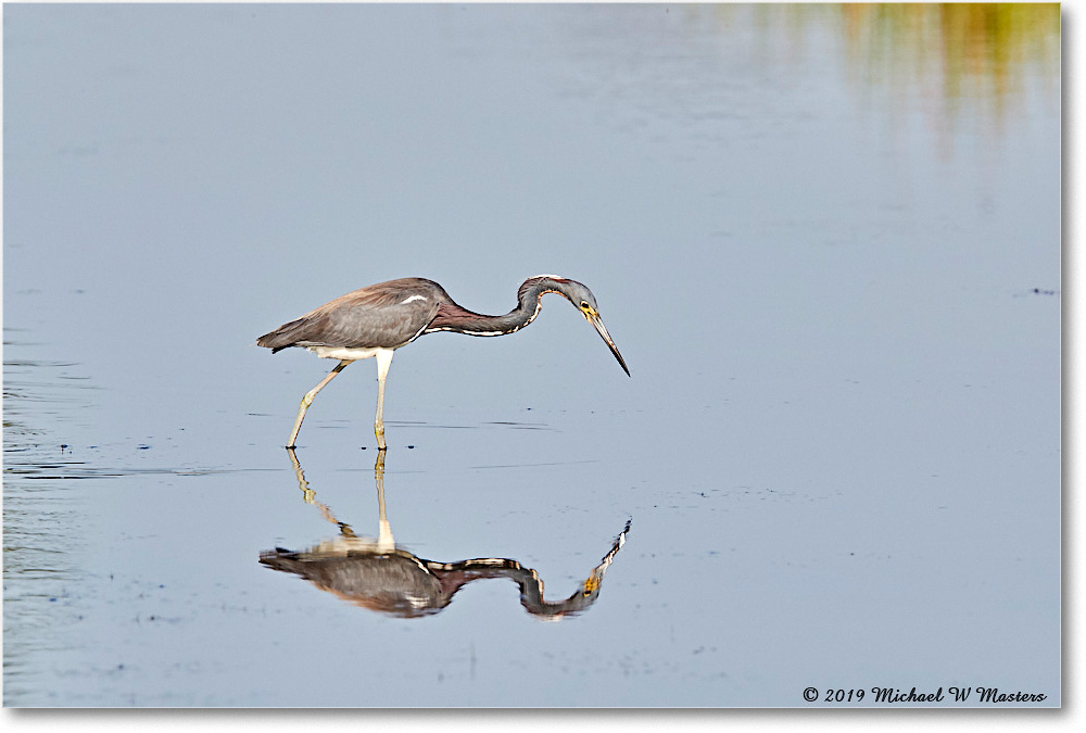 TricolorHeron_ChincoNWR_2019Jun_3DXA2809 copy