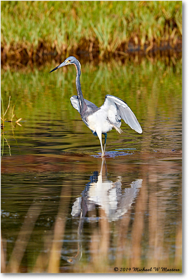TricolorHeron_ChincoNWR_2019Jun_3DXA2822 copy