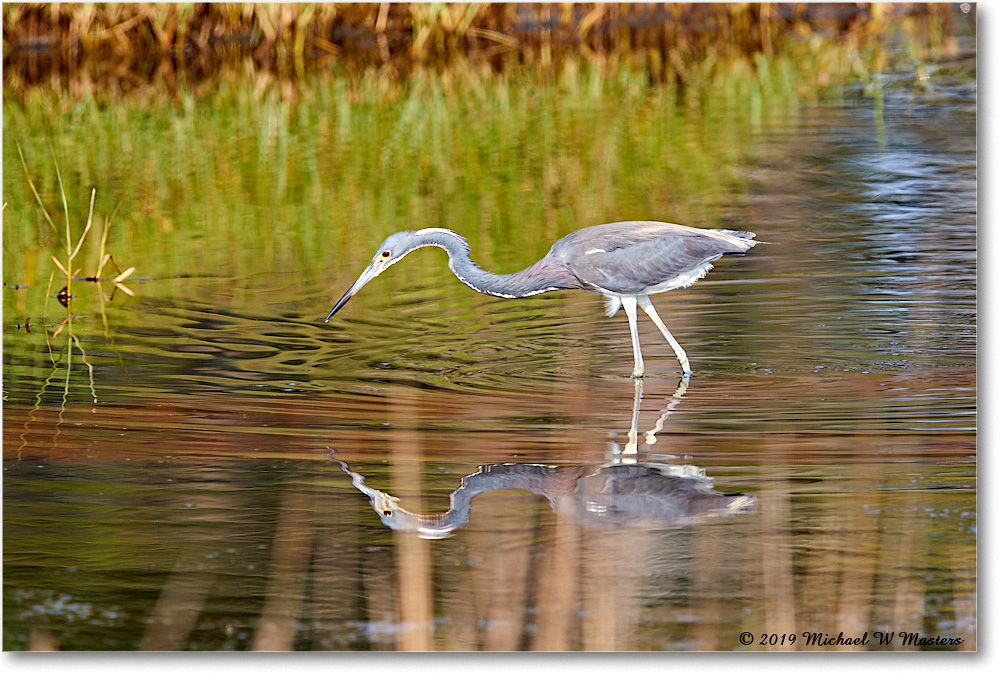 TricolorHeron_ChincoNWR_2019Jun_3DXA2828 copy