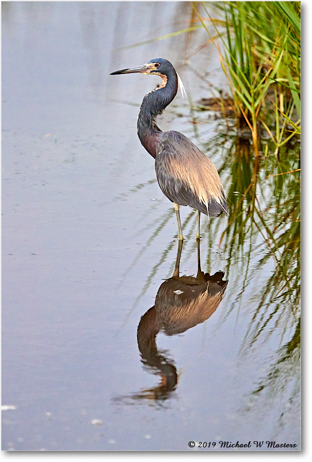 TricolorHeron_ChincoteagueNWR_2019Jun_4DXB6124 copy