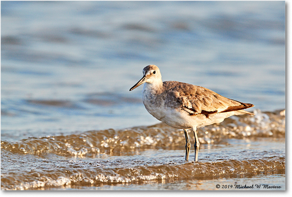 Willet_AssateagueTomsCove_2019Jun_3DXA2745 copy