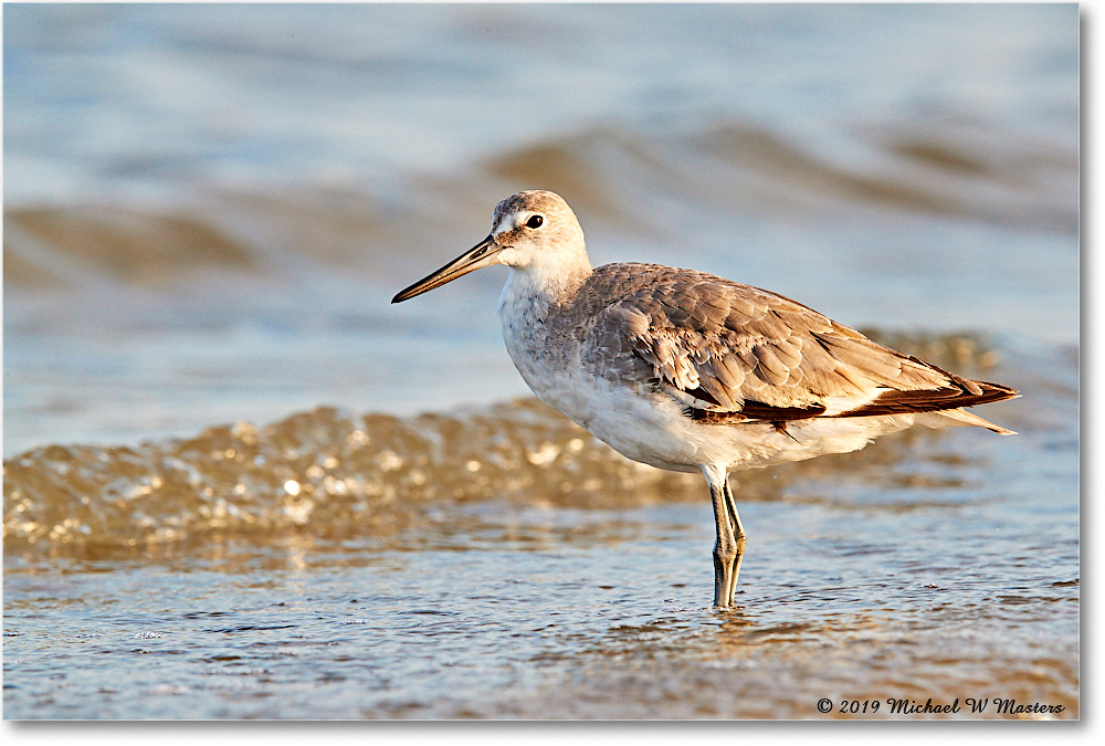 Willet_AssateagueTomsCove_2019Jun_3DXA2756 copy