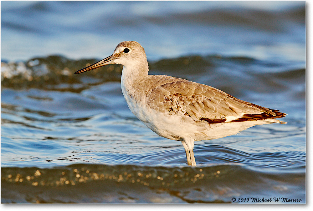 Willet_AssateagueTomsCove_2019Jun_3DXA2774 copy