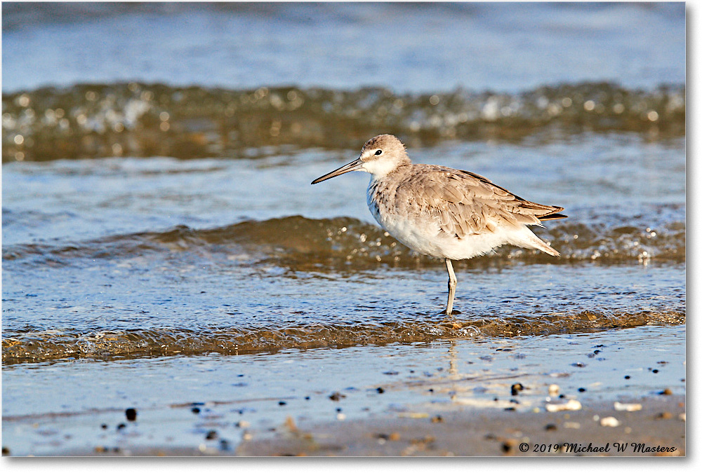 Willet_AssateagueTomsCove_2019Jun_3DXA2891 copy