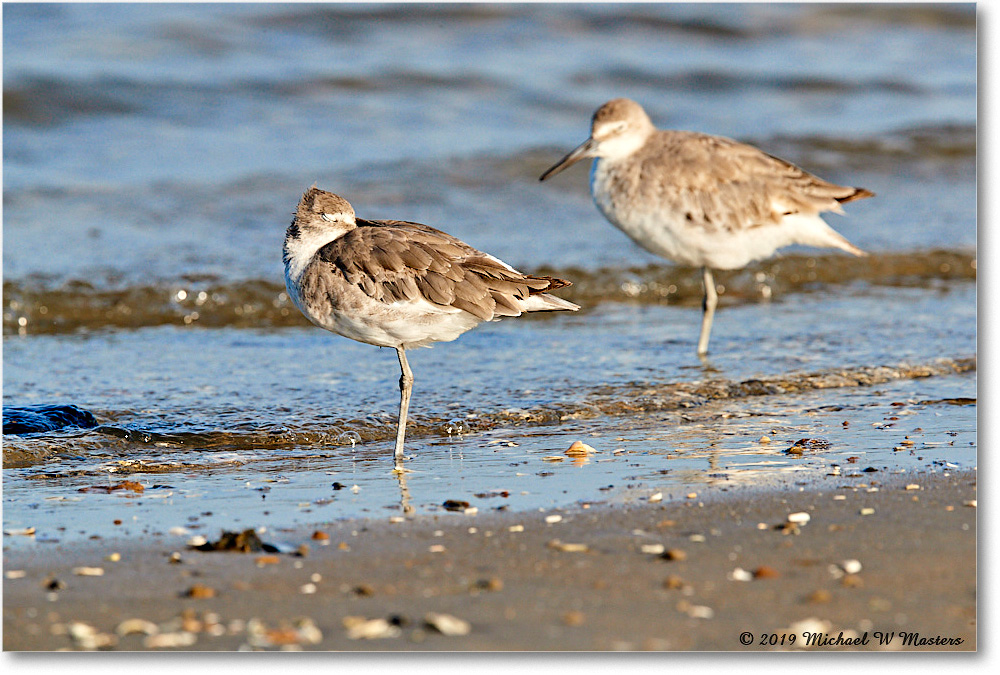Willet_AssateagueTomsCove_2019Jun_3DXA2902 copy