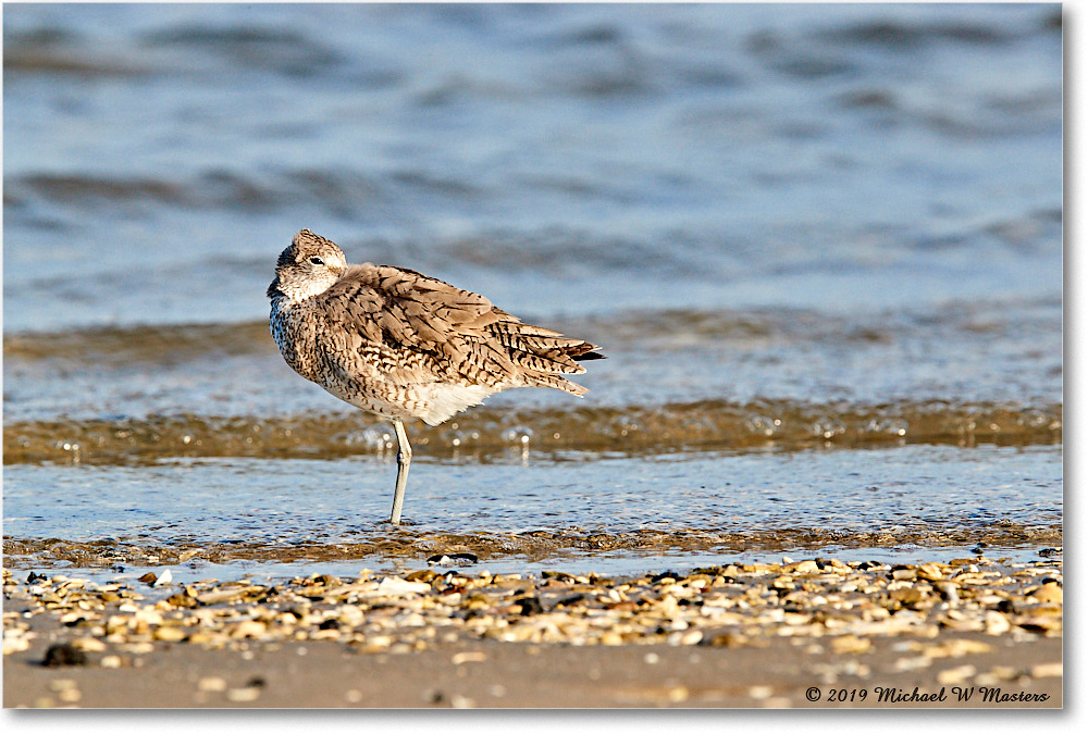 Willet_AssateagueTomsCove_2019Jun_3DXA2908 copy