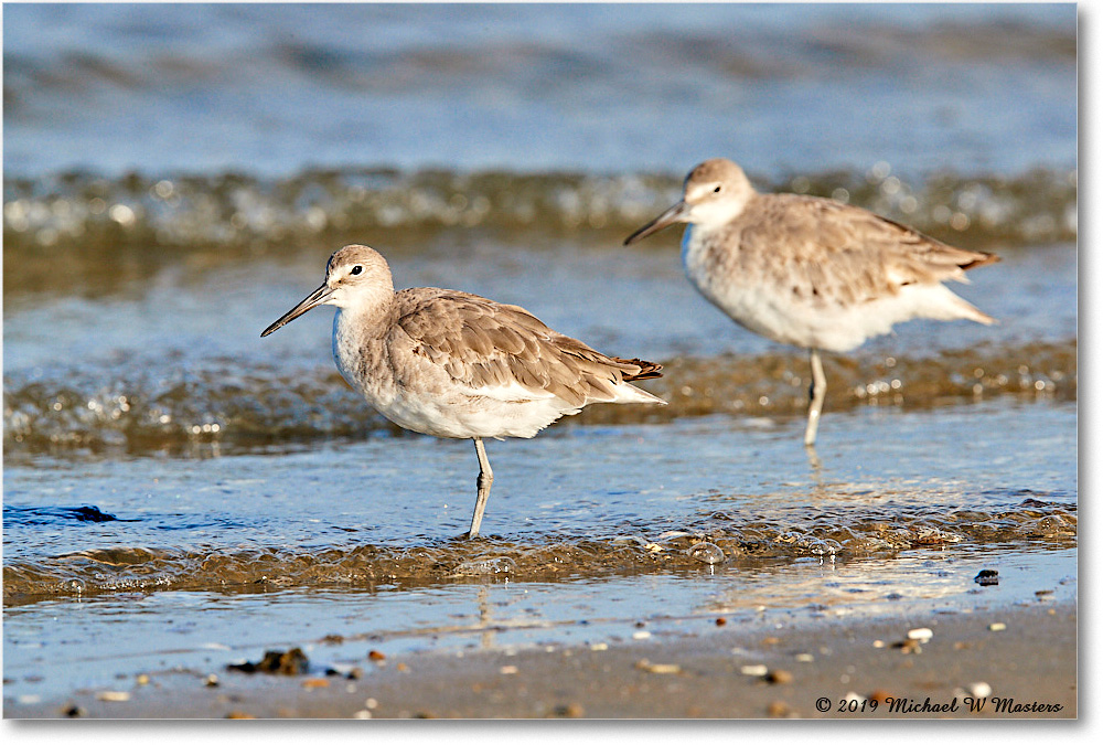 Willet_AssateagueTomsCove_2019Jun_3DXA2915 copy