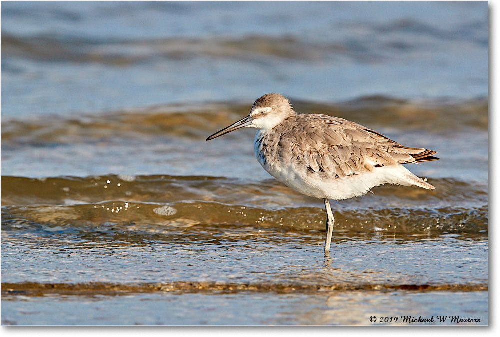 Willet_AssateagueTomsCove_2019Jun_3DXA3039 copy
