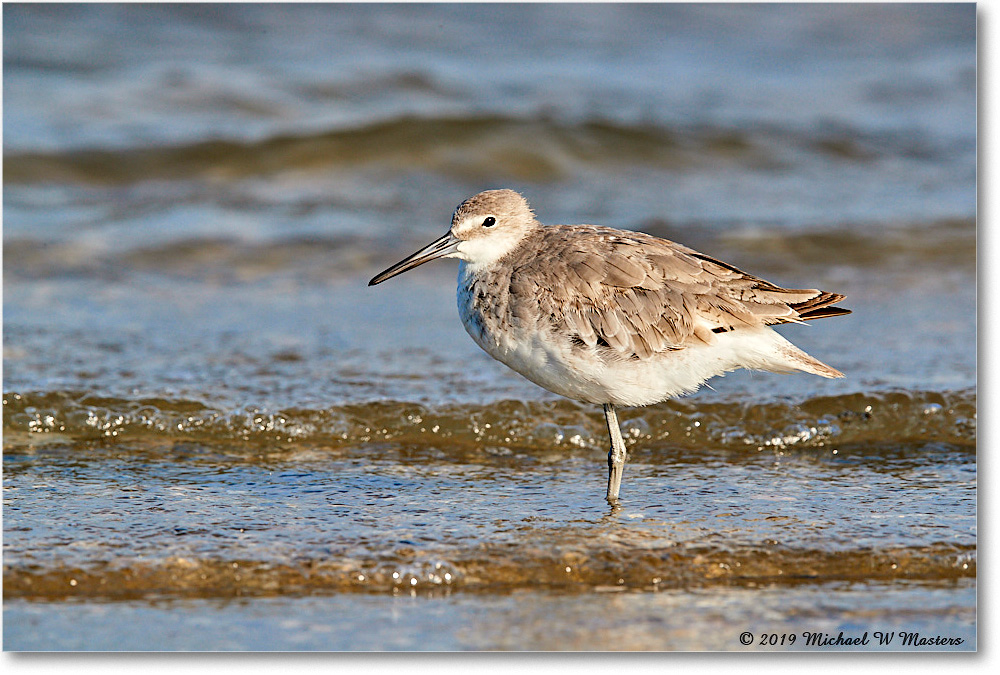 Willet_AssateagueTomsCove_2019Jun_3DXA3060 copy