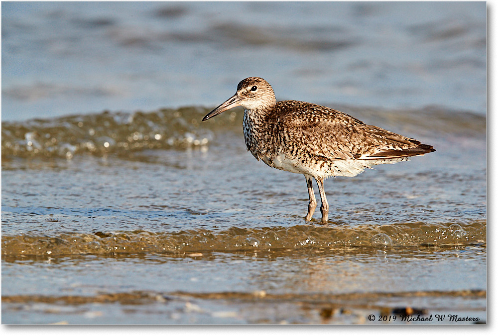 Willet_AssateagueTomsCove_2019Jun_3DXA3064 copy