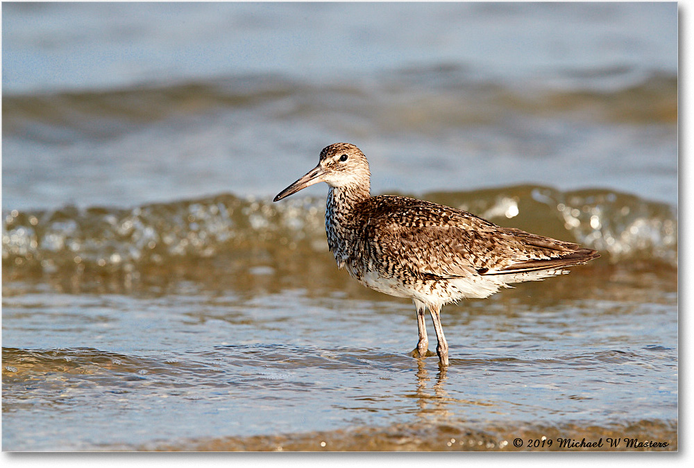 Willet_AssateagueTomsCove_2019Jun_3DXA3078 copy
