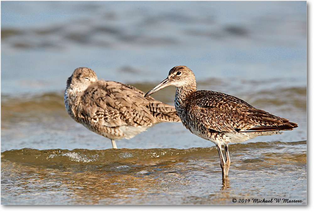 Willet_AssateagueTomsCove_2019Jun_3DXA3113 copy