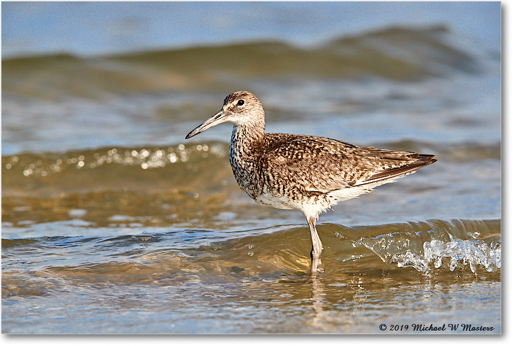 Willet_AssateagueTomsCove_2019Jun_3DXA3130 copy