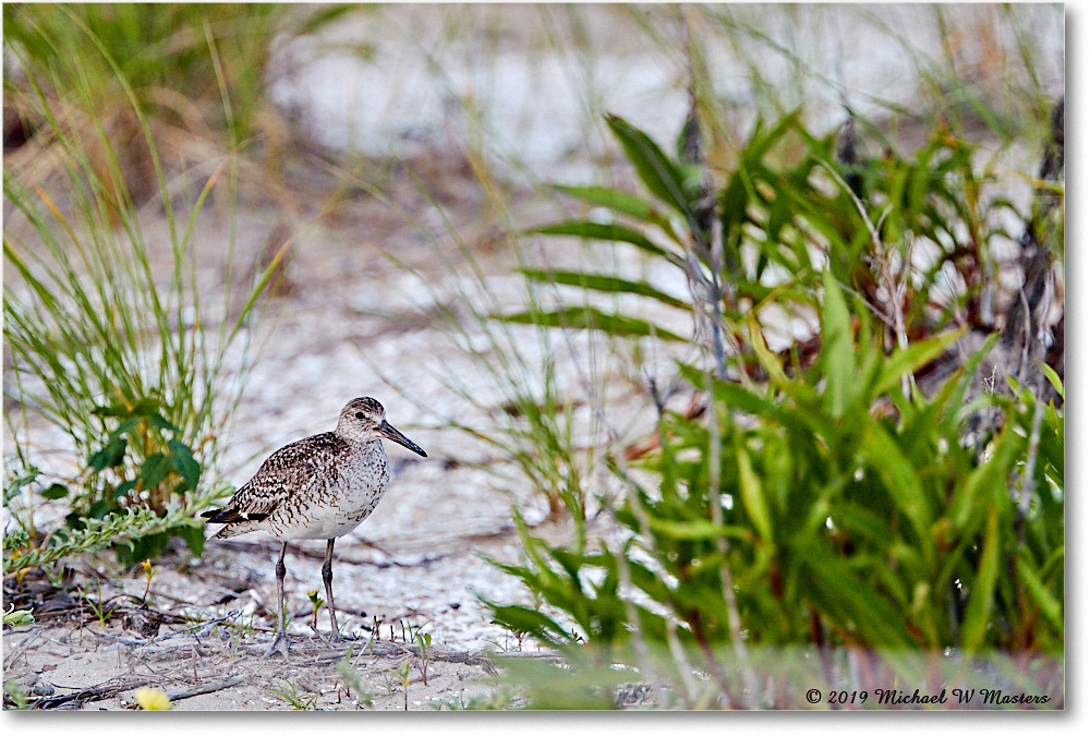 Willet_Assateague_2019Jun_4DXB6590 copy