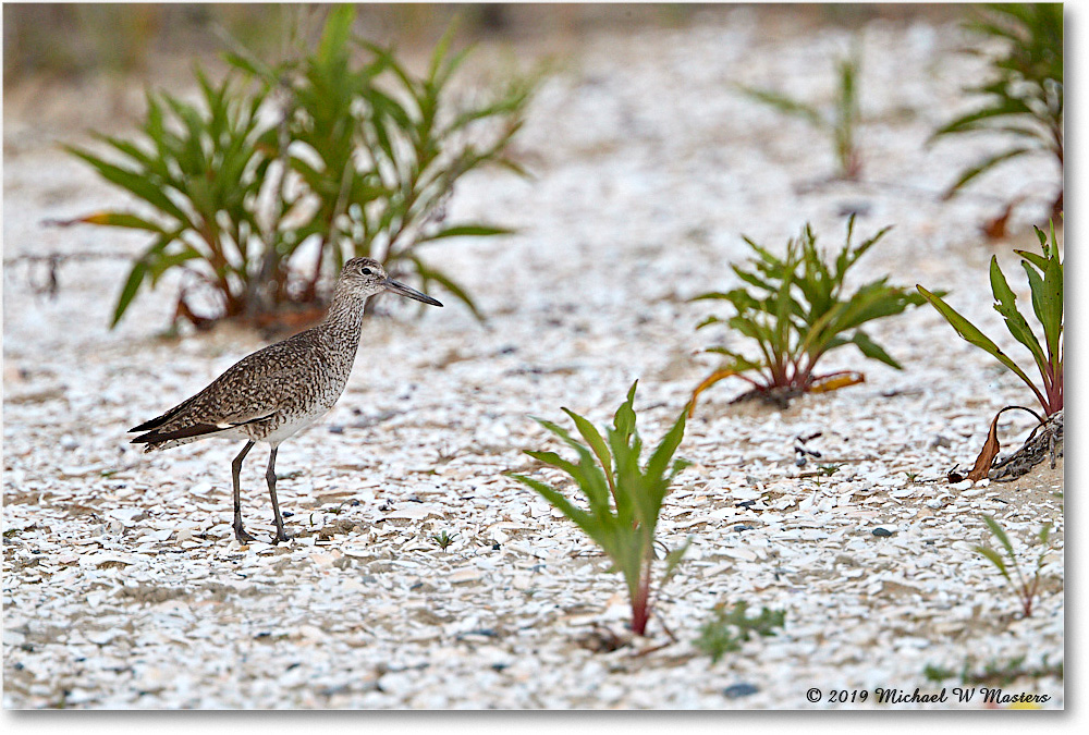 Willet_Assateague_2019Jun_4DXB6597 copy