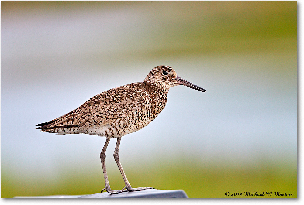 Willet_Assateague_2019Jun_4DXB6679 copy
