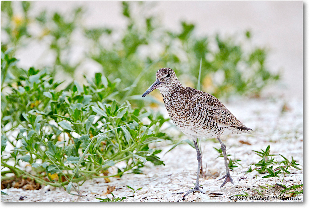 Willet_Assateague_2019Jun_4DXB6694 copy