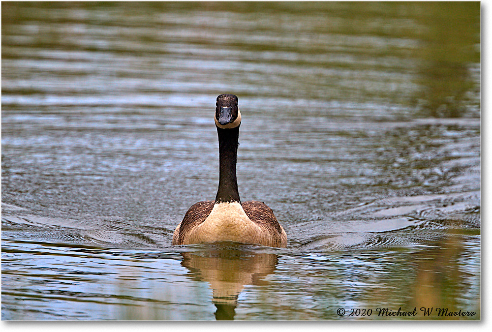 CanadaGoose_2020Jun20_4DXB6886 copy