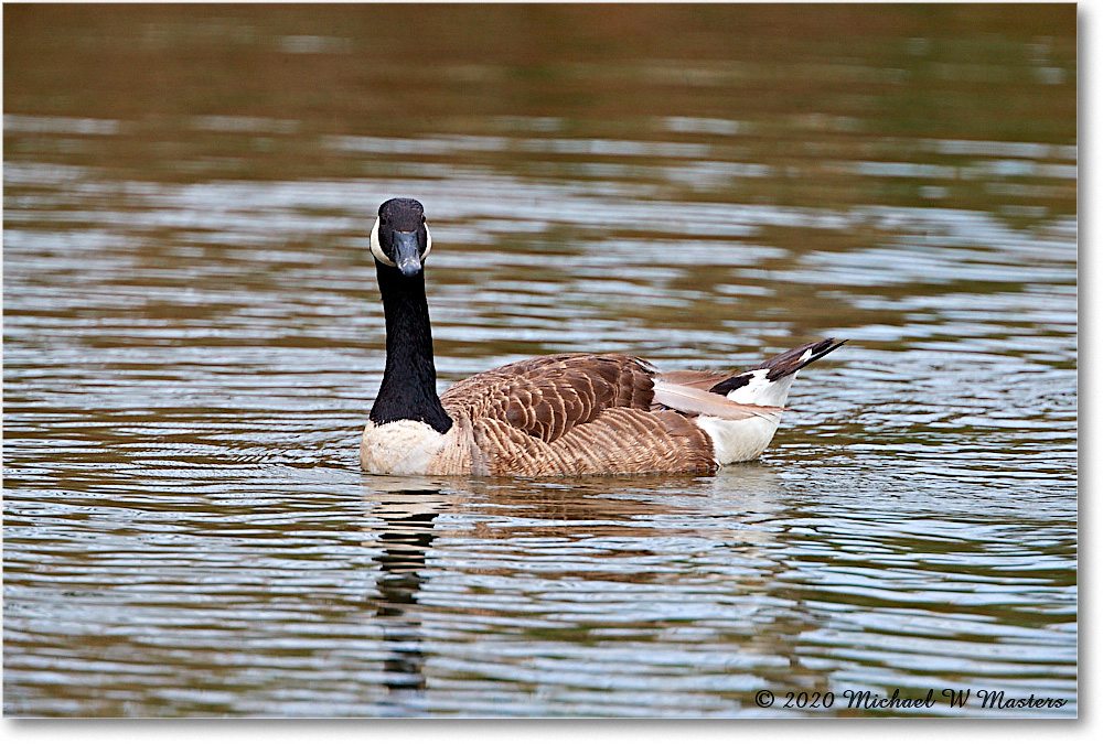CanadaGoose_2020Jun20_4DXB6892 copy