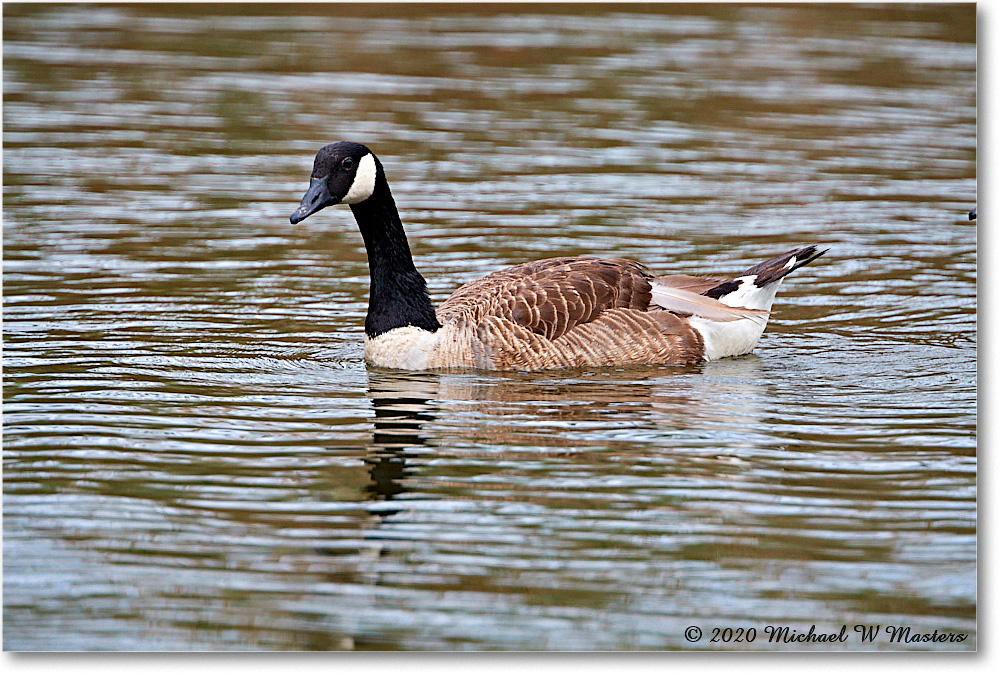 CanadaGoose_2020Jun20_4DXB6894 copy