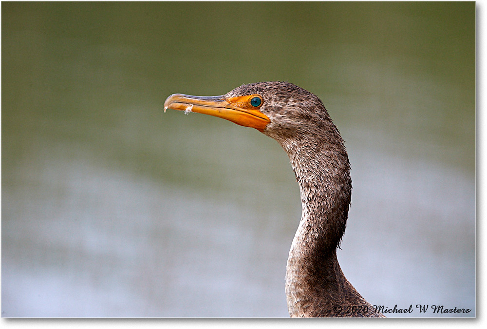 Cormorant_2020Jun20_4DXB6897 copy