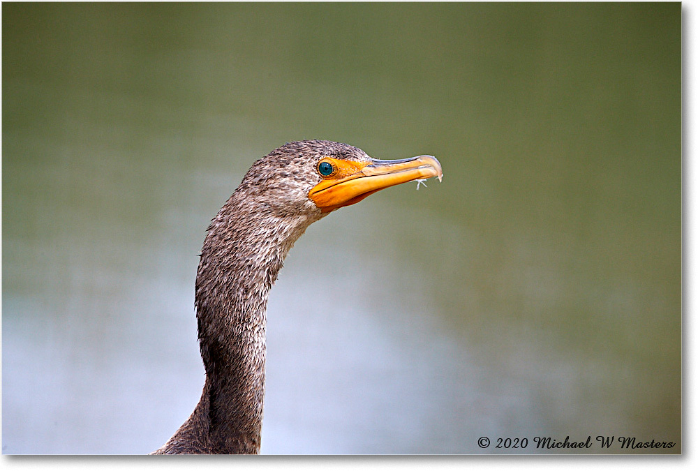 Cormorant_2020Jun20_4DXB6906 copy