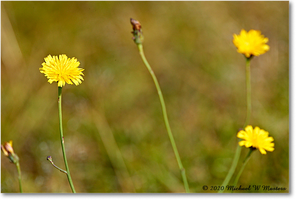 FalseDandilion_ChincoNWR_2020Jun_4DXB8047 copy