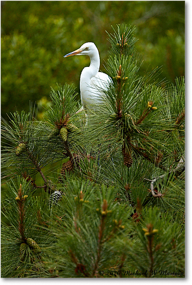 GreatEgret_2020Jun20_4DXB6922 copy