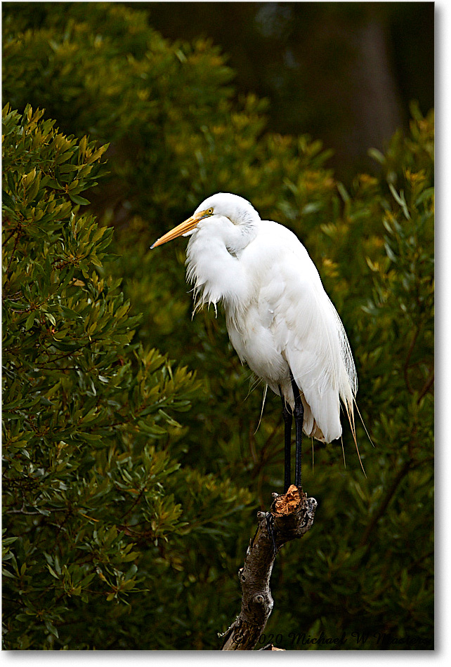 GreatEgret_2020Jun20_4DXB6984 copy