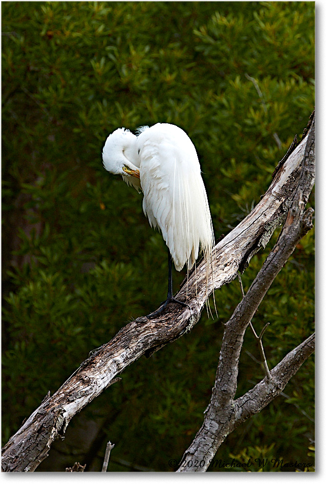 GreatEgret_2020Jun20_4DXB7215 copy