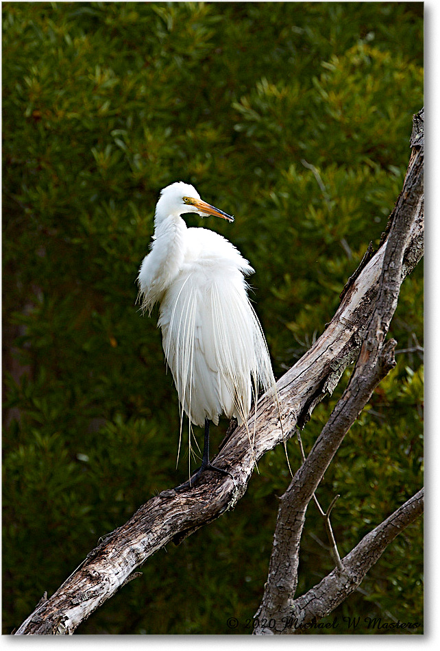 GreatEgret_2020Jun20_4DXB7230 copy