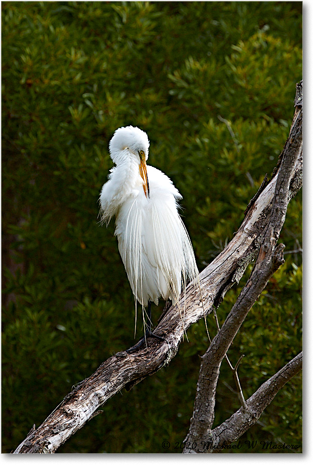 GreatEgret_2020Jun20_4DXB7231 copy