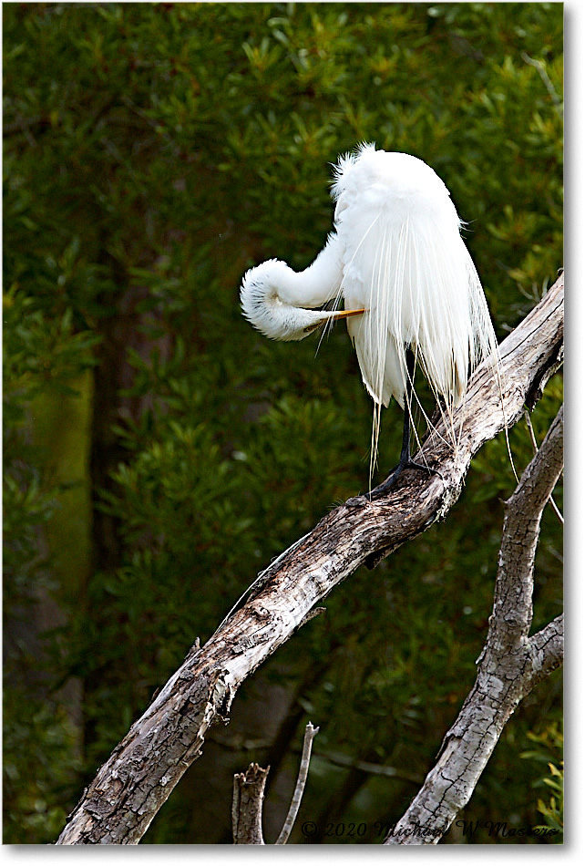 GreatEgret_2020Jun20_4DXB7246 copy