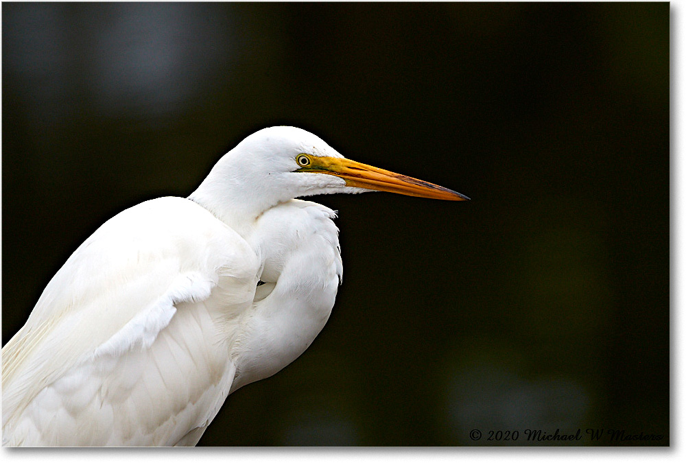 GreatEgret_2020Jun20_4DXB7474 copy
