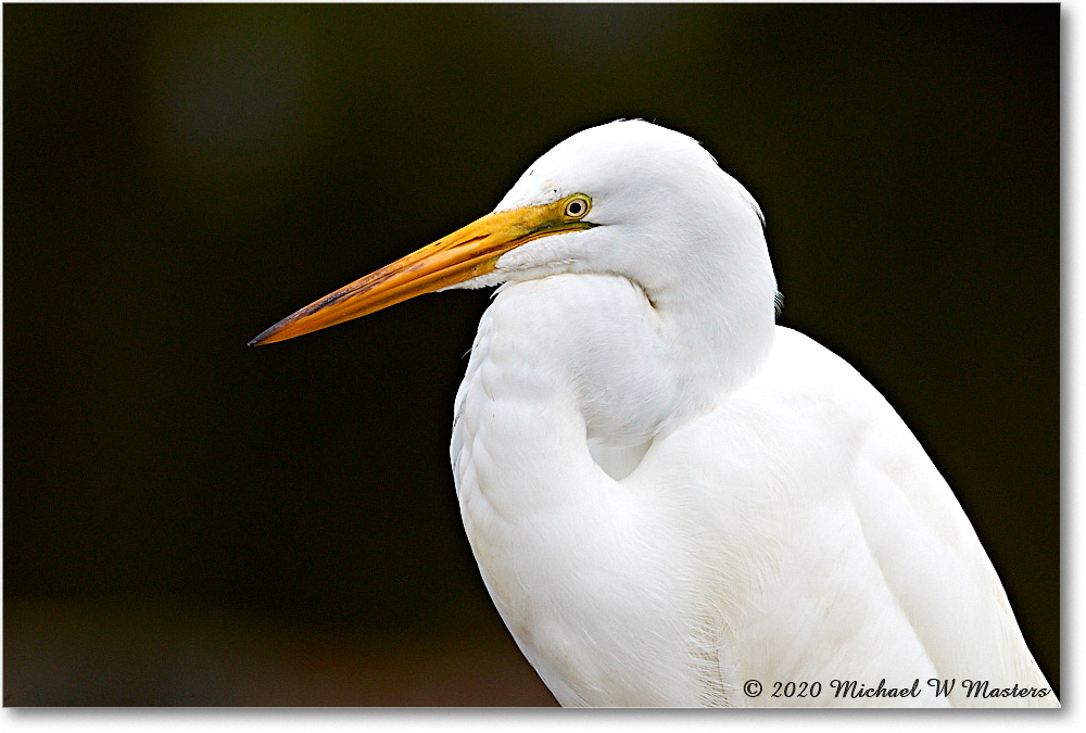 GreatEgret_2020Jun20_4DXB7496 copy
