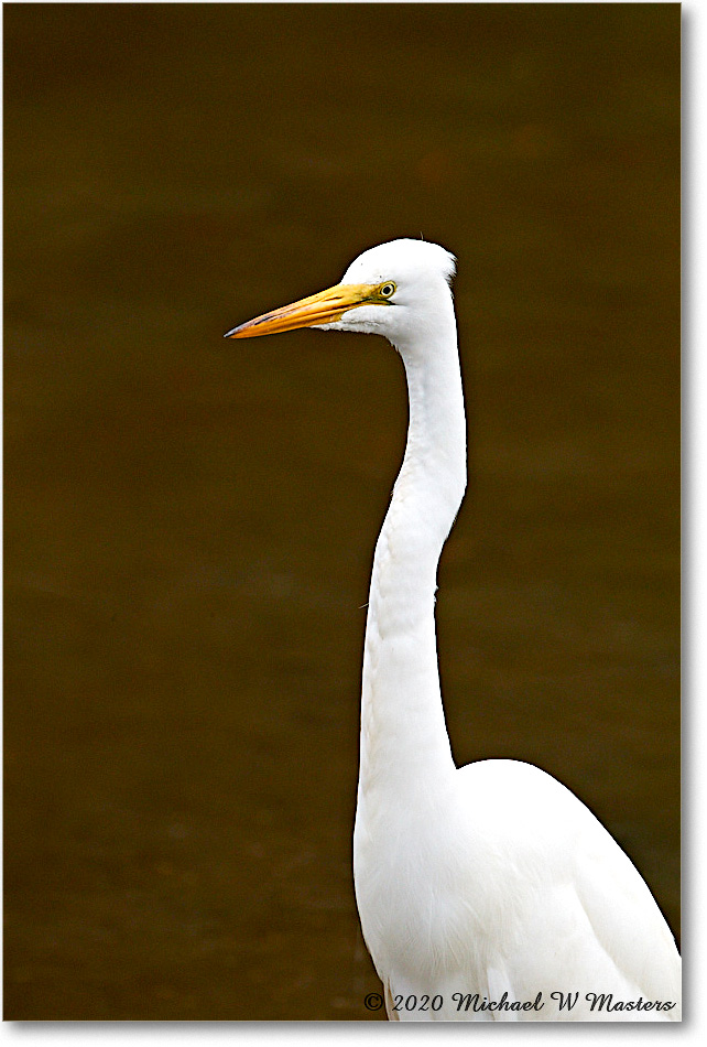 GreatEgret_2020Jun20_4DXB7522 copy