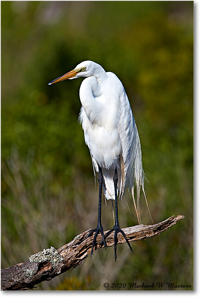 GreatEgret_2020Jun20_4DXB7989 copy