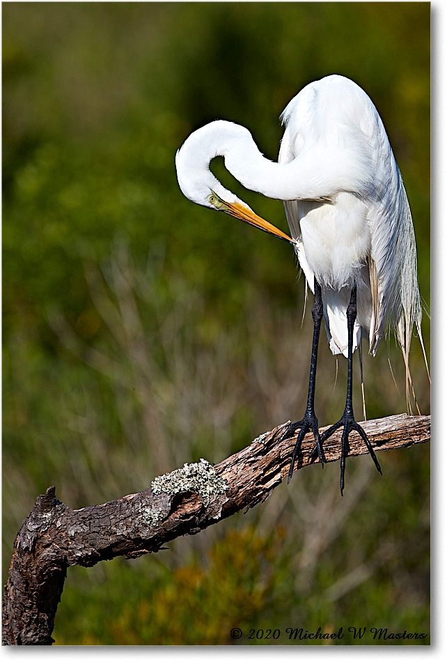 GreatEgret_2020Jun20_4DXB7993 copy