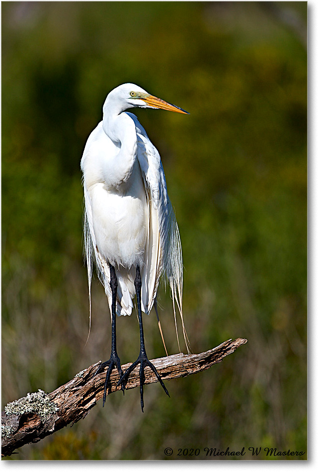 GreatEgret_2020Jun20_4DXB8038 copy